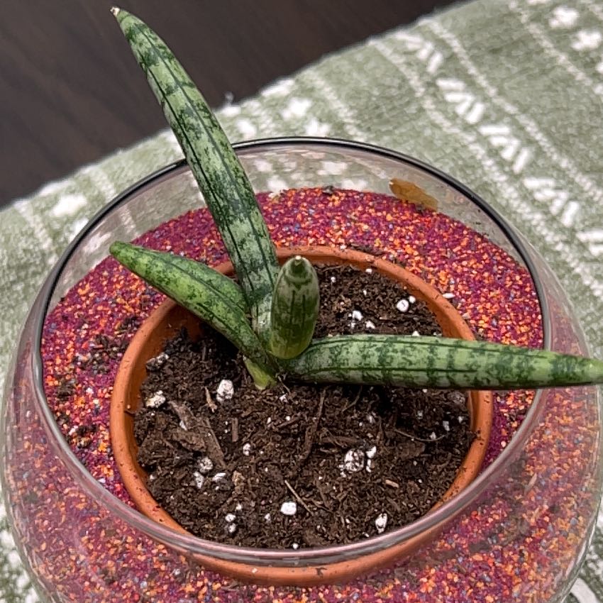 Photo of the plant species cylindrical snake plant by @VastBeans10 named Rosa on Greg, the plant care app