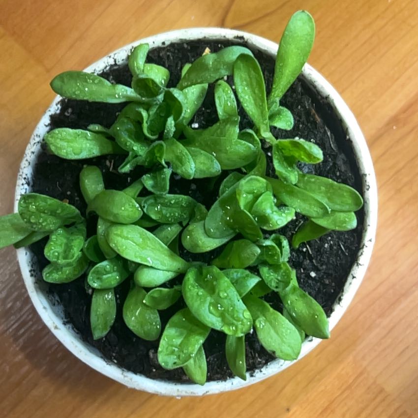 Photo of the plant species Calendula 'Caleo Orange' by @EducatedSalsa named Gregarious on Greg, the plant care app