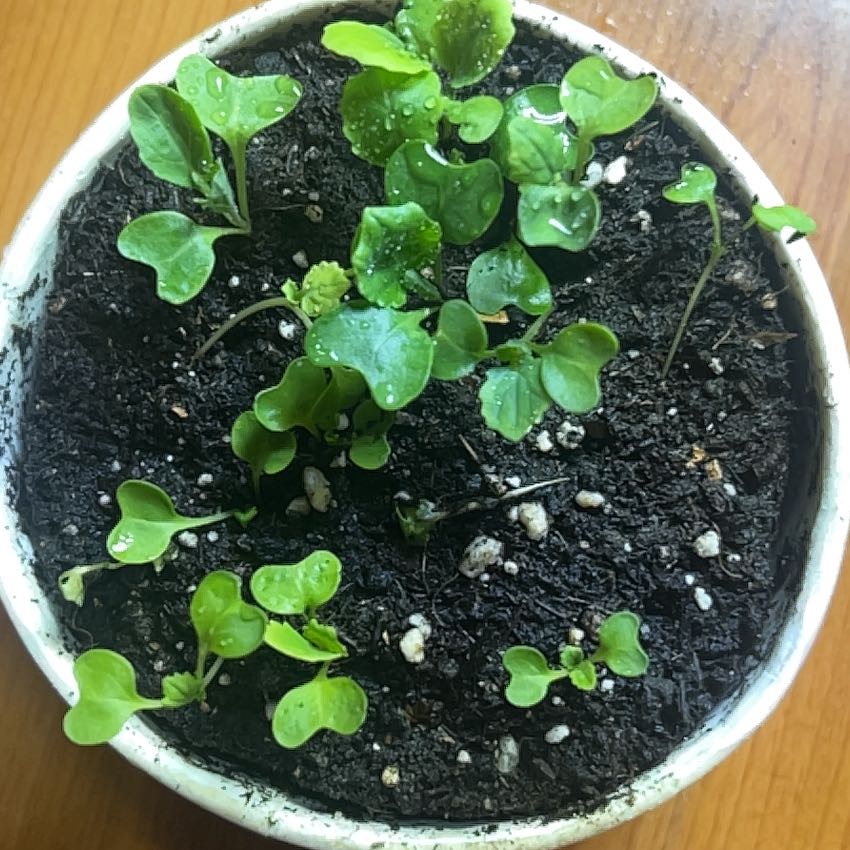Photo of the plant species Brussel Sprout by @EducatedSalsa named da Vinci on Greg, the plant care app