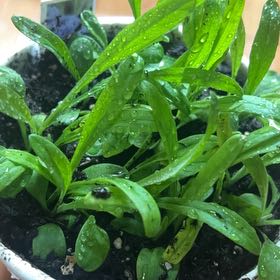 Photo of the plant species Blue Cornflower by @EducatedSalsa named Ronaldo on Greg, the plant care app
