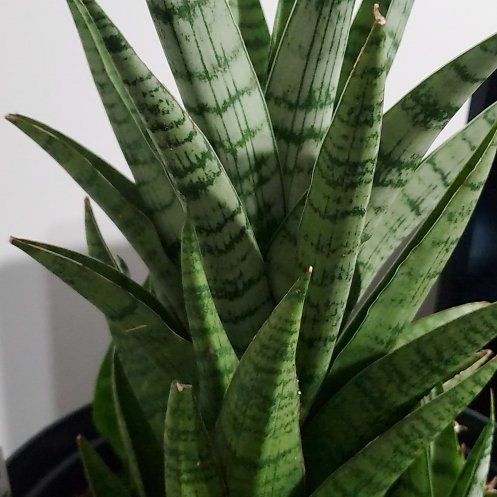 Photo of the plant species Asparagaceae by @GiftedRedsage named Taylor Swift on Greg, the plant care app