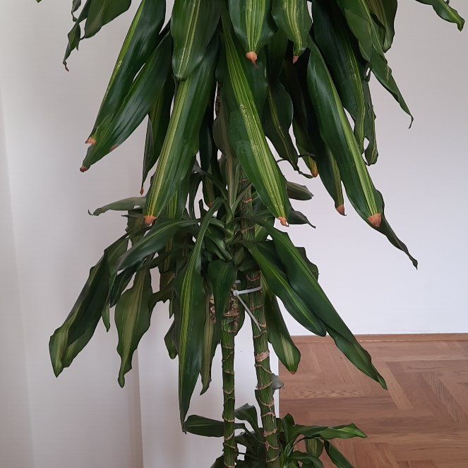 Photo of the plant species Red-Edged Dracaena by @PeacefulMexico named Dracena on Greg, the plant care app