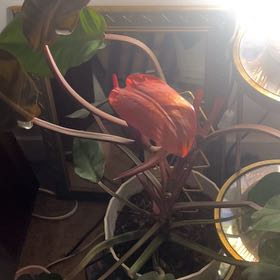 Photo of the plant species philodendron red sun by @PrincelyApricot named Pax on Greg, the plant care app