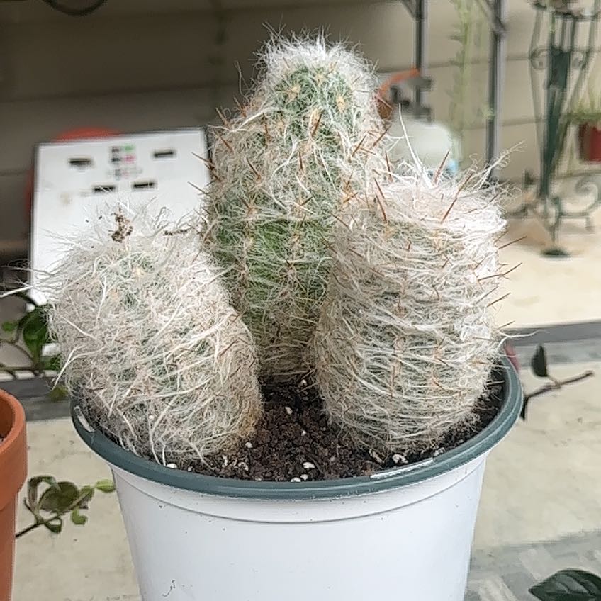 Photo of the plant species White Column Foxtail Cactus by @AlluringBanana named Plato on Greg, the plant care app