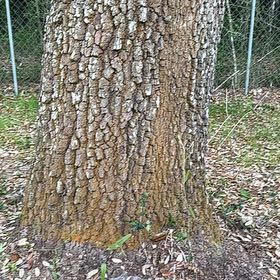Photo of the plant species Silver Pine by @YeahKingfern94 named Zeus on Greg, the plant care app