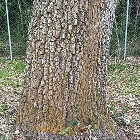 Photo of the plant species Silver Pine by @YeahKingfern94 named James Dean on Greg, the plant care app