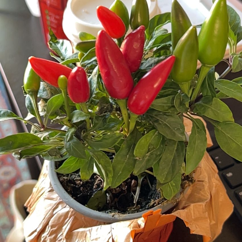 Photo of the plant species Macho Pepper Plant by @YeahFeijoa91 named Bad Bunny on Greg, the plant care app