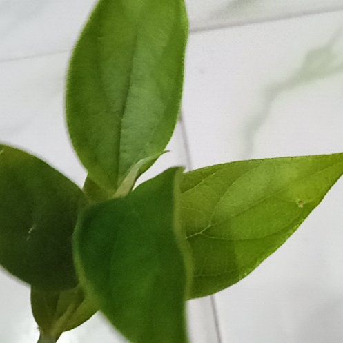 Photo of the plant species Butterfly Pea by @HooraySunflower named Gaga on Greg, the plant care app