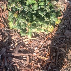 Photo of the plant species Mandrake by @SnappySucculent named Foxxy on Greg, the plant care app