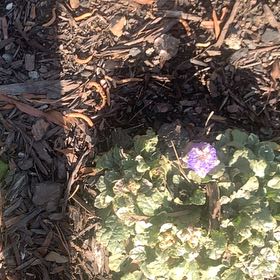 Photo of the plant species Mandrake by @SnappySucculent named Robert Plant on Greg, the plant care app