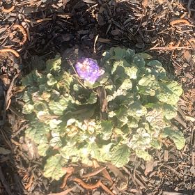 Photo of the plant species Mandrake by @SnappySucculent named Planty on Greg, the plant care app
