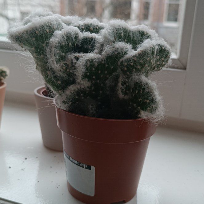 Photo of the plant species Crested Cotton Pole Cactus by @GoodyPinetree93 named Einstein on Greg, the plant care app