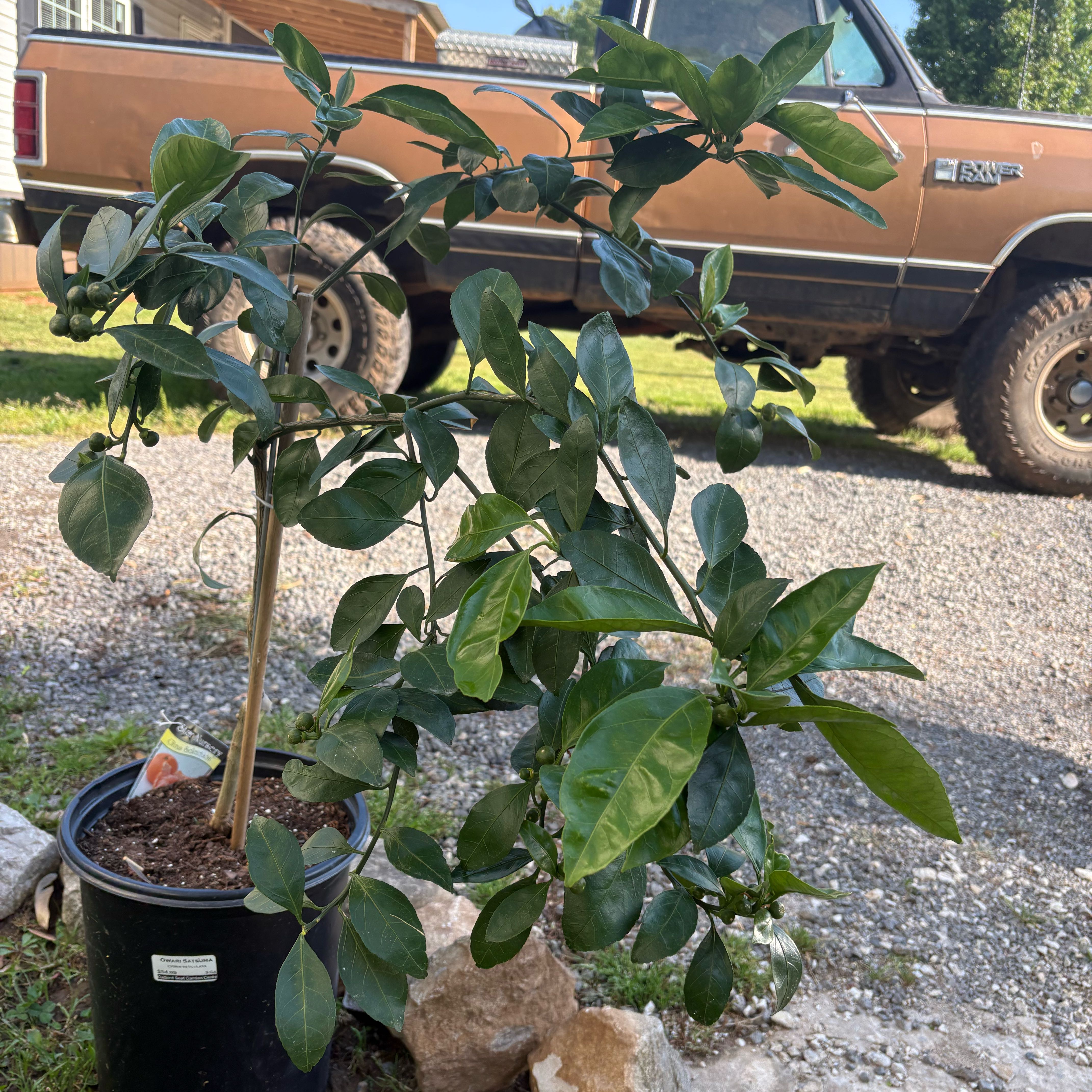 Photo of the plant species Satsuma by @CoolGasplant30 named Cleopatra on Greg, the plant care app