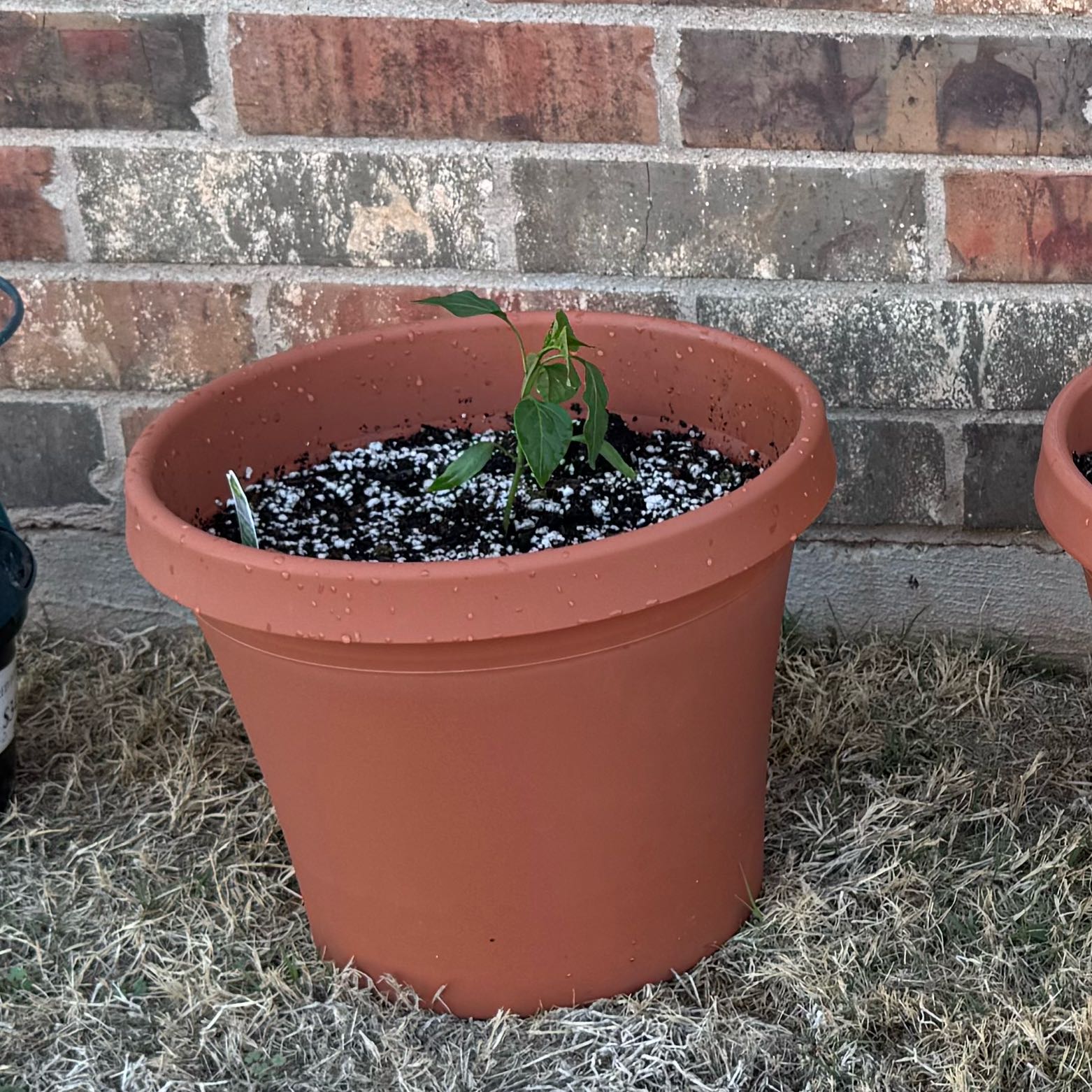 Photo of the plant species Coolapeno by @VocalCapeivy43 named Anne on Greg, the plant care app