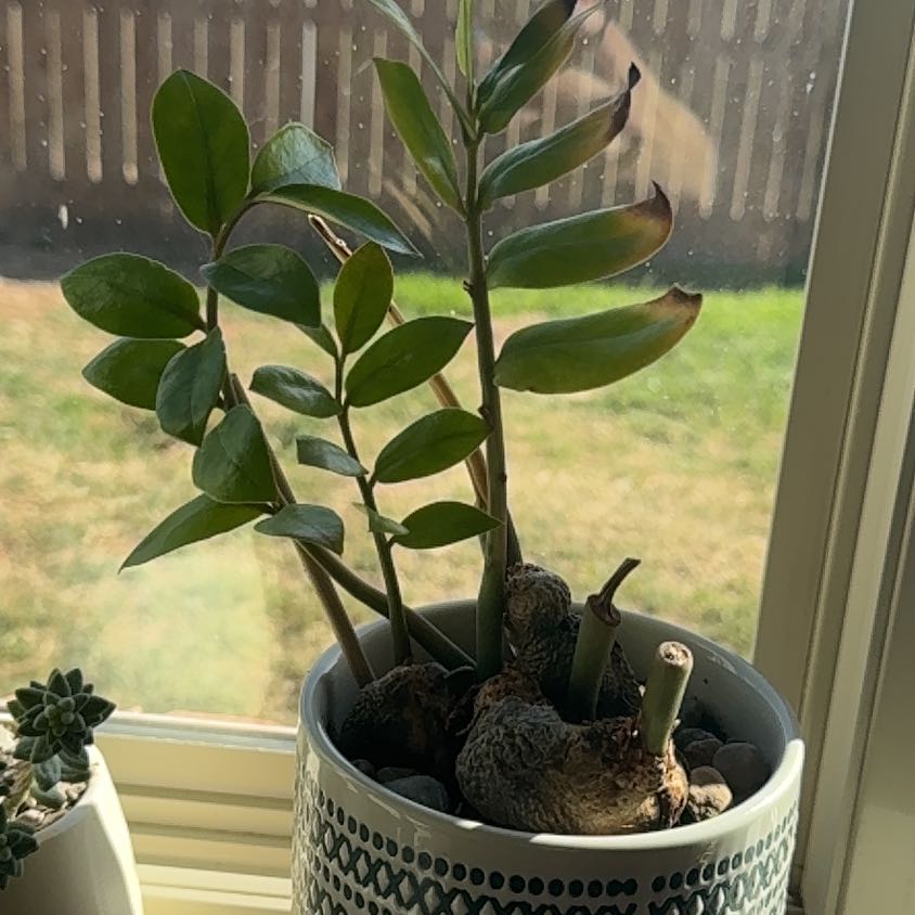 Photo of the plant species Zz plant by @VocalCapeivy43 named Homer on Greg, the plant care app