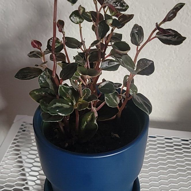 Photo of the plant species Red Tree by @OpenlyMyagrum33 named Metallica on Greg, the plant care app