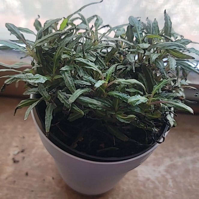 Photo of the plant species Dragon's Tongue by @OpenlyMyagrum33 named Dragon on Greg, the plant care app