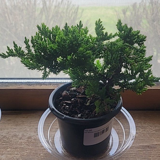 Photo of the plant species Japanese Garden Juniper by @OpenlyMyagrum33 named Aristotle on Greg, the plant care app