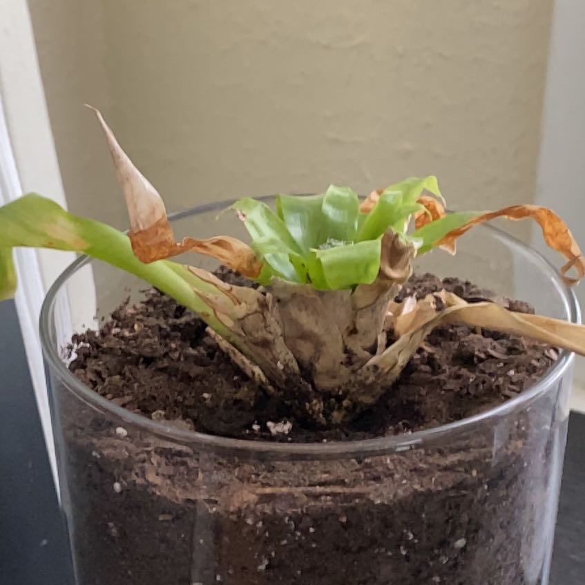 Photo of the plant species Bromeliad by @Mirandac5540 named Figyonce on Greg, the plant care app