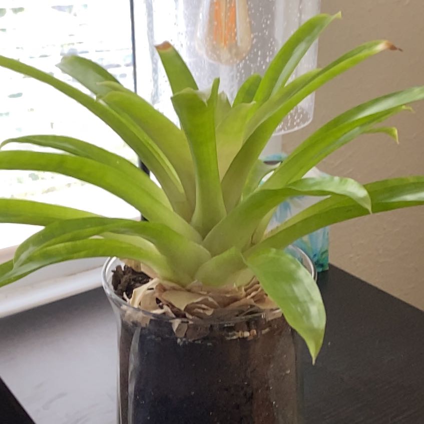 Photo of the plant species Bromeliad by @Mirandac5540 named Bodhi on Greg, the plant care app