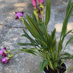 Photo of the plant species Curcuma Hybrid by @Mirandac5540 named da Vinci on Greg, the plant care app