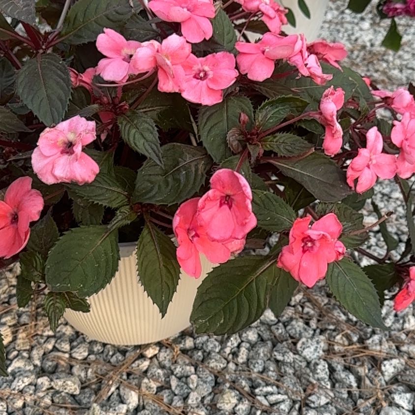 Photo of the plant species SunPatiens Compact Coral by @HeirViolet83 named Peter Parker on Greg, the plant care app