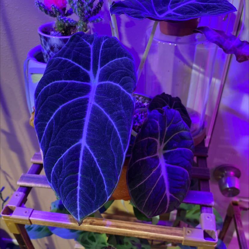 Alocasia Ninja plant with dark green leaves and white veins under artificial lighting.