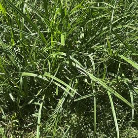Photo of the plant species Kikuyugrass by Tina named Tolkien on Greg, the plant care app