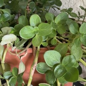 Photo of the plant species Fairy Crassula by Tina named Sonora on Greg, the plant care app