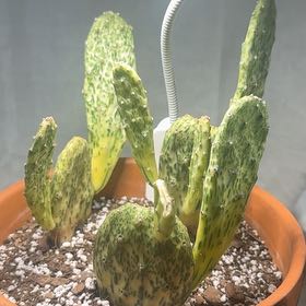 Photo of the plant species Sunburst Prickly Pear by @HipFlyagaric12 named Sunny on Greg, the plant care app