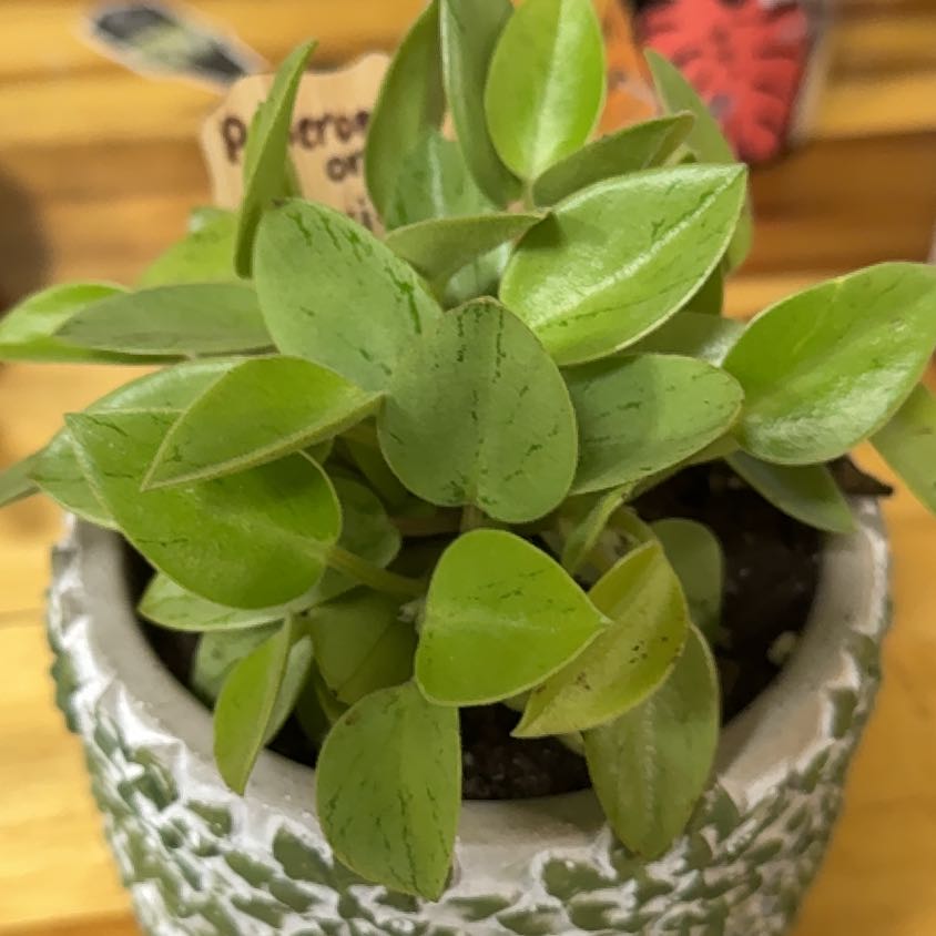 Photo of the plant species pixie peperomia orba by @VastSausagetree named Navajo on Greg, the plant care app