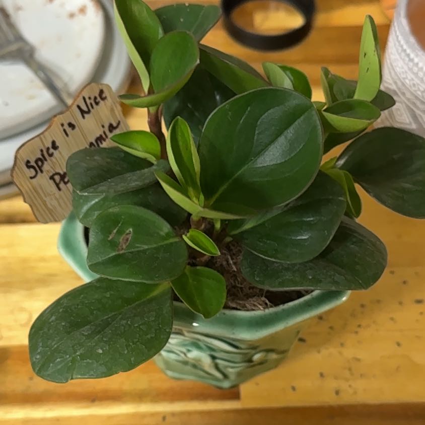 Photo of the plant species 'Salt N' Pepper' by @VastSausagetree named Bieber on Greg, the plant care app