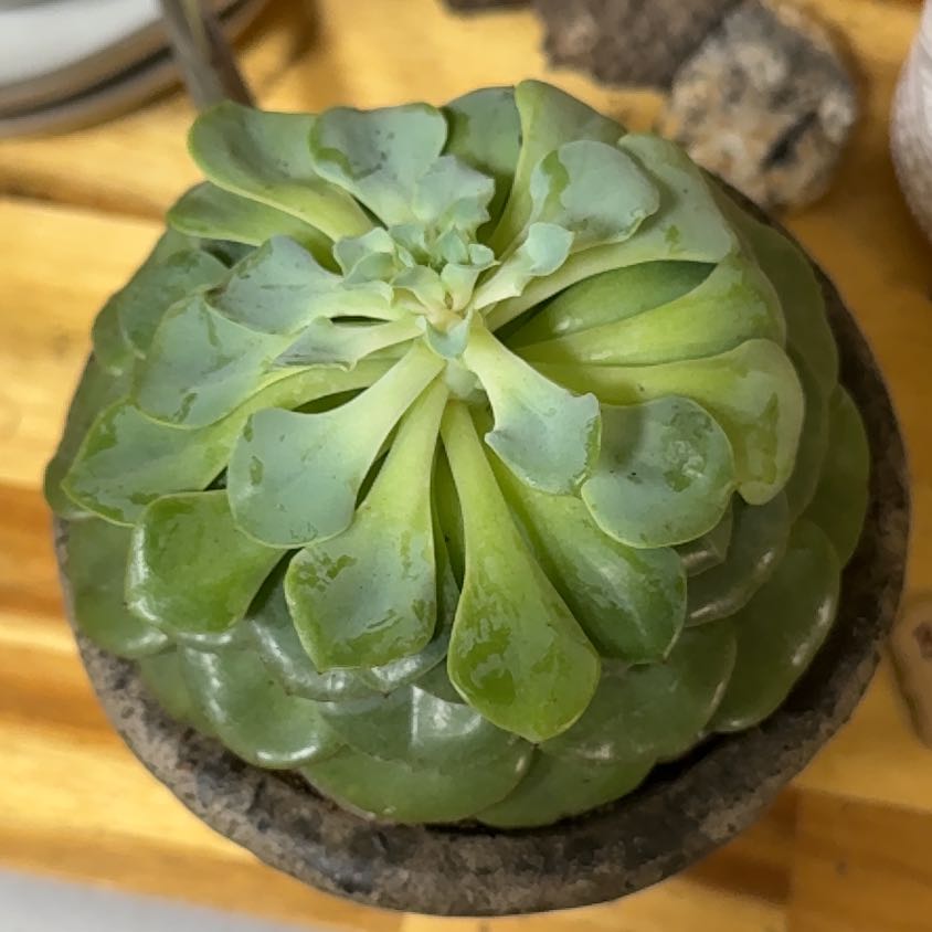 Photo of the plant species Echeveria 'Galaxy Blue' by @VastSausagetree named Winston on Greg, the plant care app