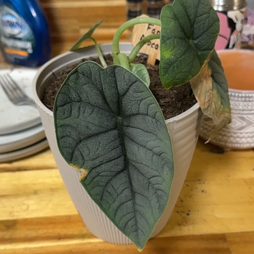 Photo of the plant species Fancy Alocasia by @VastSausagetree named Bruce Lee on Greg, the plant care app