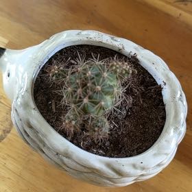Photo of the plant species Big Needle Cactus by @VastSausagetree named Homer on Greg, the plant care app