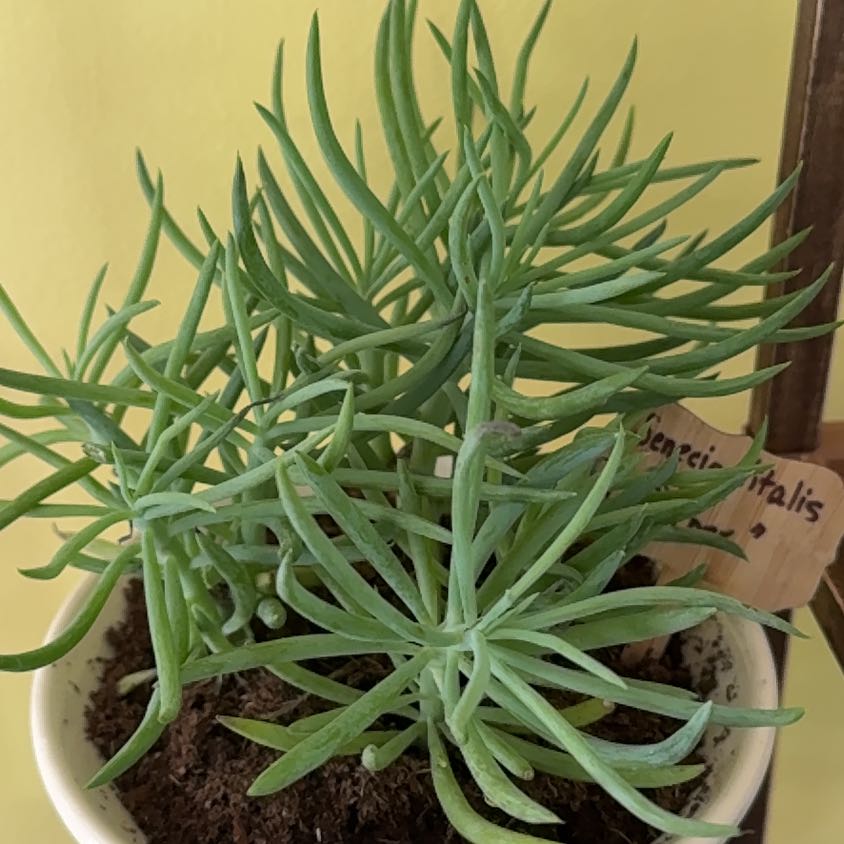Photo of the plant species Senecio vitalis 'Viper' by @VastSausagetree named Planty on Greg, the plant care app