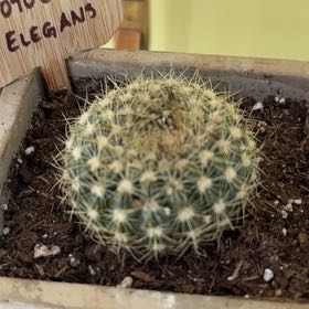 Photo of the plant species Notocactus elegans by @VastSausagetree named McKinley on Greg, the plant care app