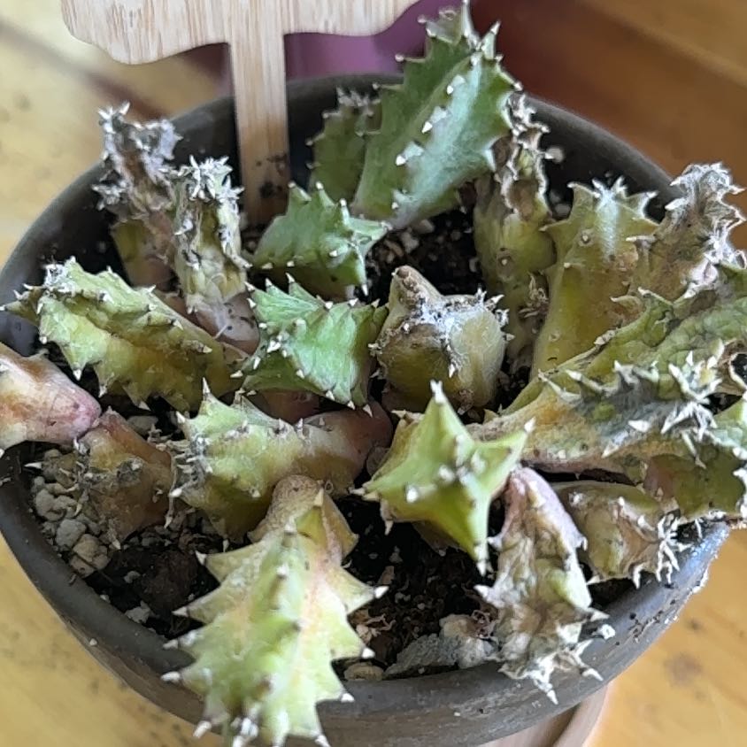 Photo of the plant species Huernia thuretii by @VastSausagetree named Elina on Greg, the plant care app