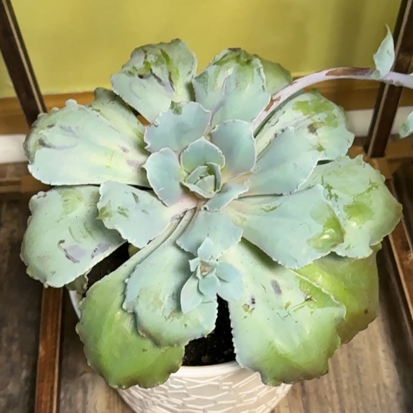 Photo of the plant species Echeveria Shaviana Pink Frills by @VastSausagetree named James Dean on Greg, the plant care app