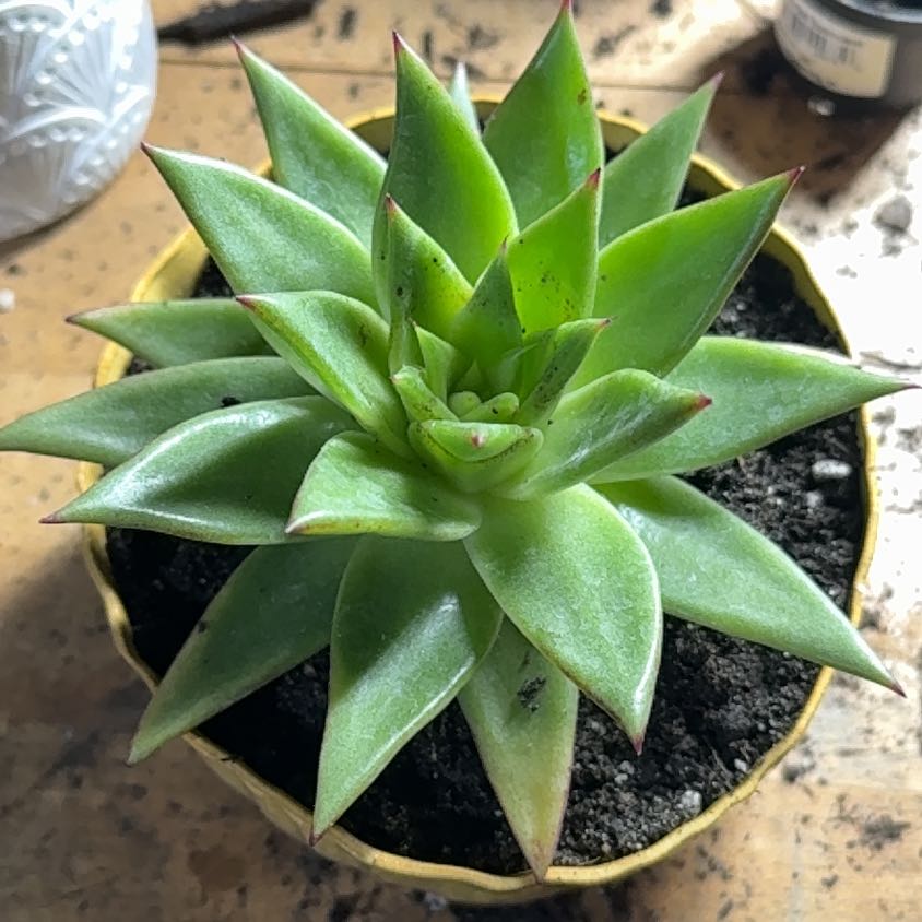 Photo of the plant species Wax Agarve by @VastSausagetree named Fernie Mercury on Greg, the plant care app