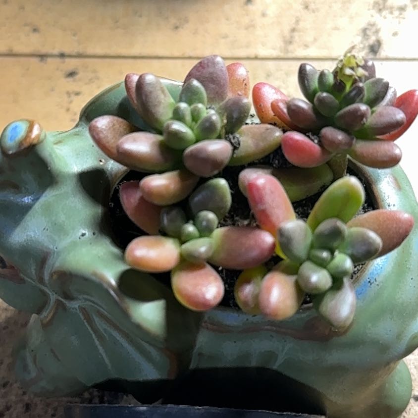 Photo of the plant species Cremnosedum 'Crocodile' by @VastSausagetree named Beyonce on Greg, the plant care app