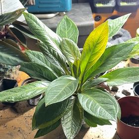 Photo of the plant species Anthurium bonplandii by @VastSausagetree named Einstein on Greg, the plant care app