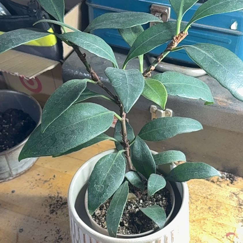 Photo of the plant species African Fig by @VastSausagetree named Dolores on Greg, the plant care app