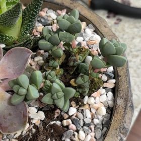 Photo of the plant species Astridia velutina by @DynamoAlfalfa51 named Beckham on Greg, the plant care app