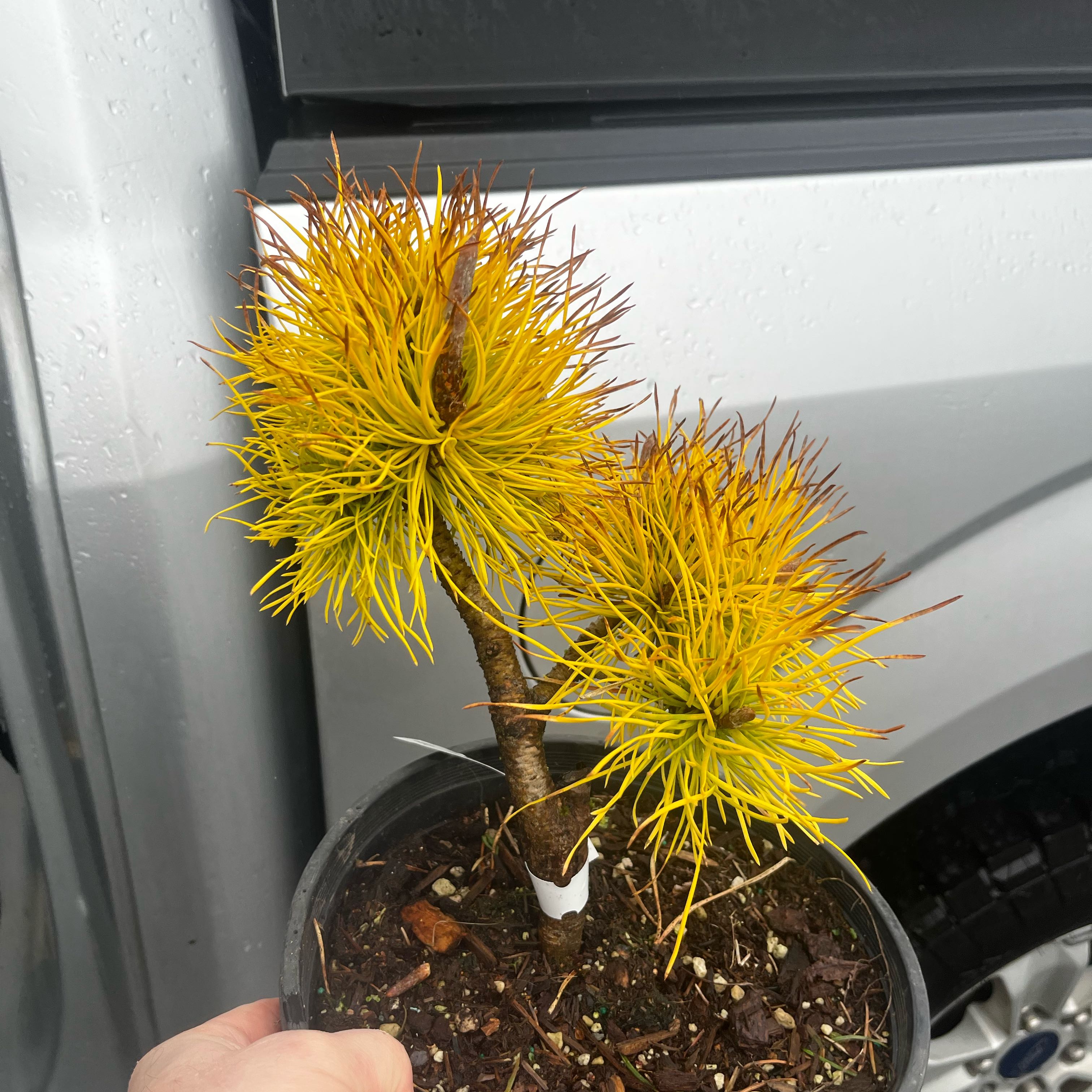 Photo of the plant species Chief Joseph Lodgepole Pine by @YeveVahlsfimbry named Achilles on Greg, the plant care app