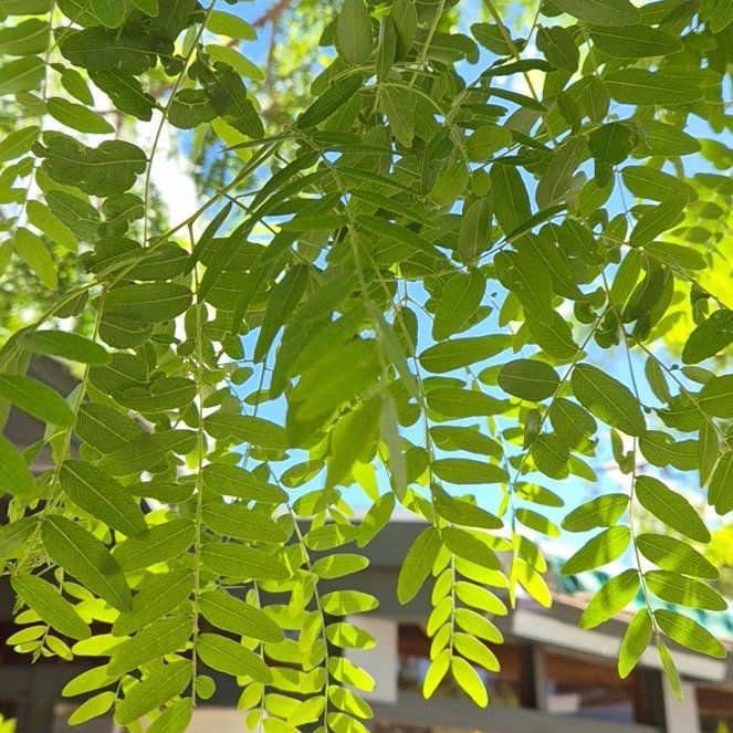 Photo of the plant species Common Honeylocust by @ZarfOrangegrass named Robert Plant on Greg, the plant care app