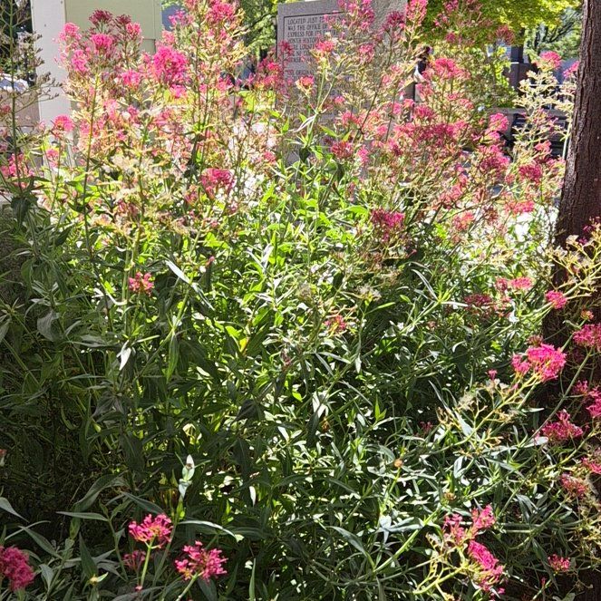 Photo of the plant species Valeriana rubra by @ZarfOrangegrass named Emerson on Greg, the plant care app