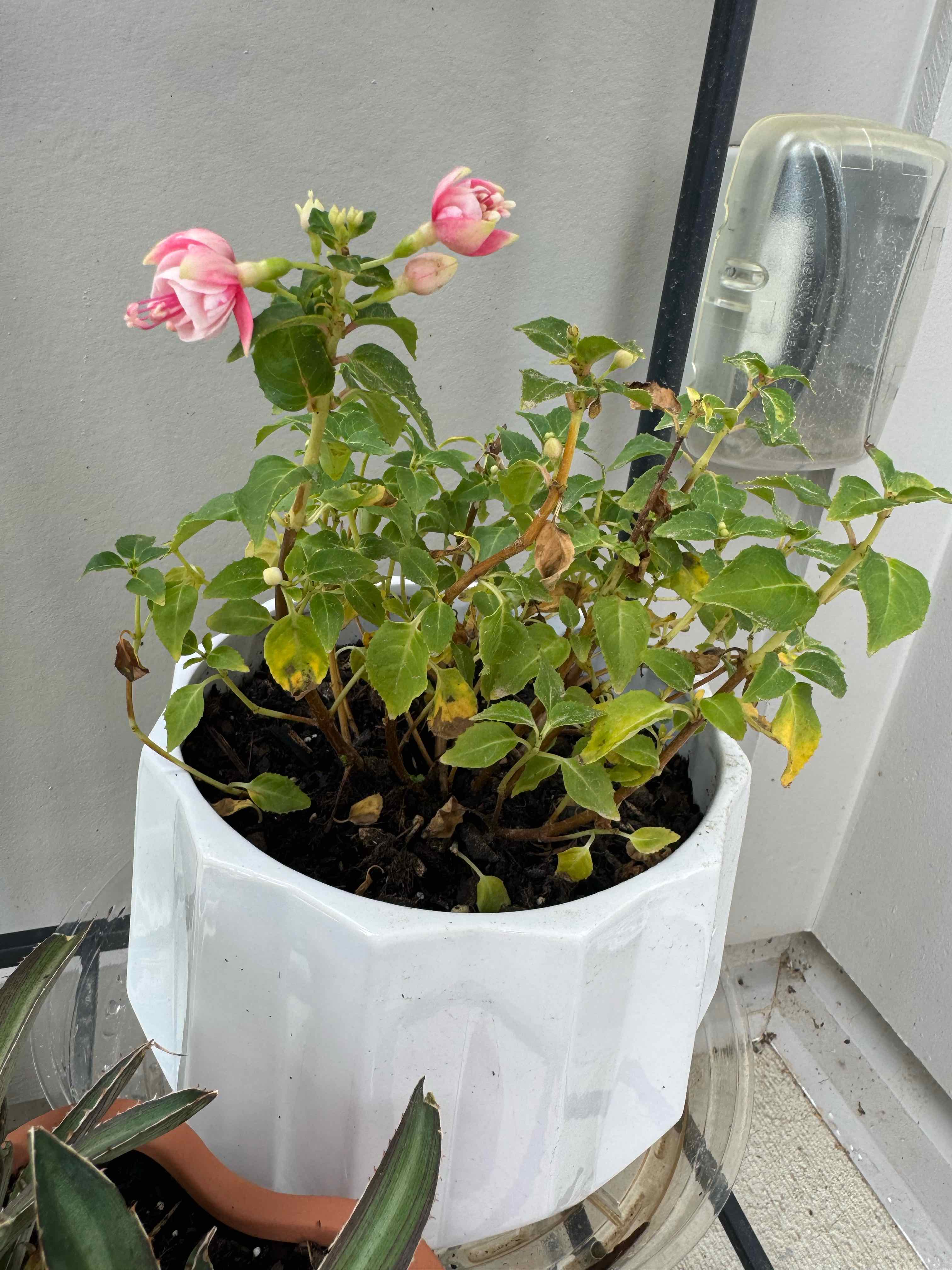 Photo of the plant species Fuschia Ballerina Arabesque by @vivajasminaa named Scarlett on Greg, the plant care app