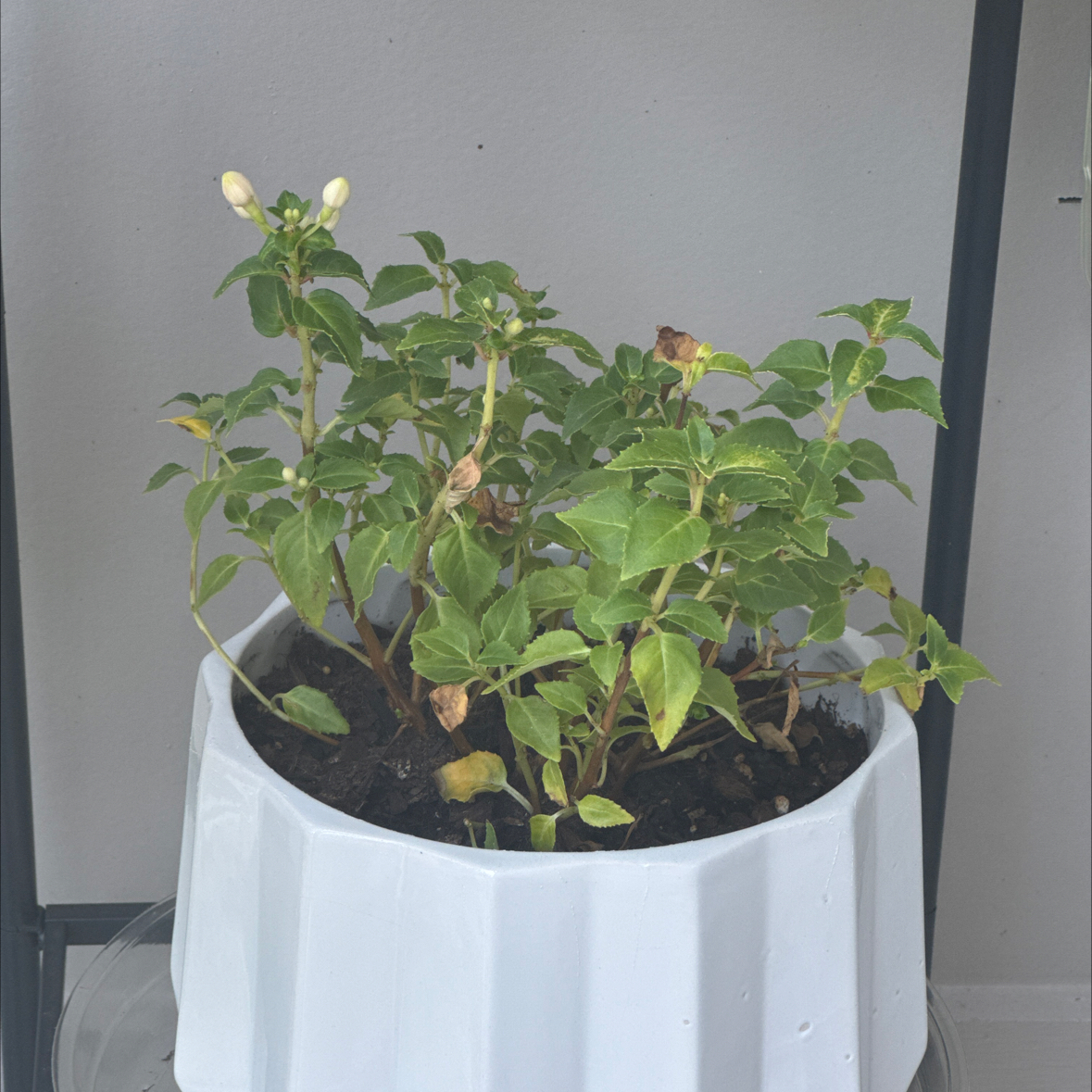 Plant care for Black Beauty New Millenium on Greg, the plant care app