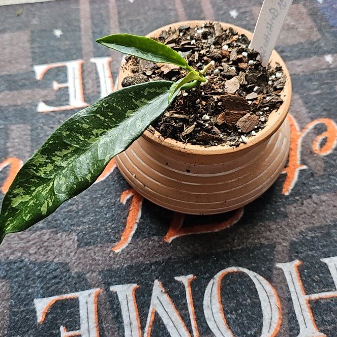 Photo of the plant species Hoya griffithii by @ScholarlyCorn named Hoya Griffithii on Greg, the plant care app
